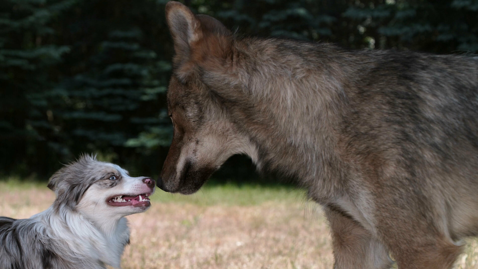 St presse asta groeting wolf and dog videostill 2021 web